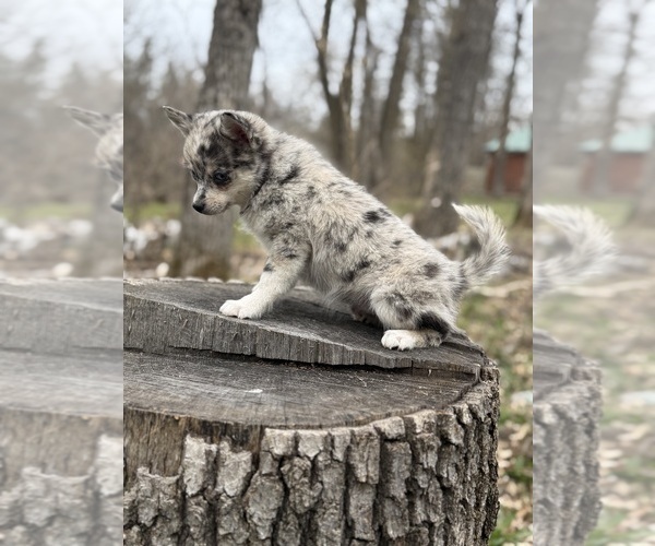 Medium Photo #4 Alaskan Klee Kai-Pomsky Mix Puppy For Sale in STAPLES, MN, USA