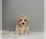 Puppy 3 Maltipoo-Poodle (Toy) Mix
