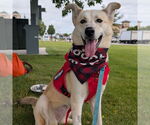Small Photo #5 Huskies -Unknown Mix Puppy For Sale in Fargo, ND, USA