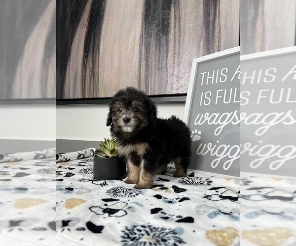 Medium Photo #3 Cavapoo Puppy For Sale in FRANKLIN, IN, USA