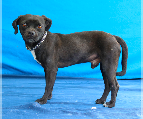 Medium Photo #2 Pug-Unknown Mix Puppy For Sale in Pasadena, CA, USA