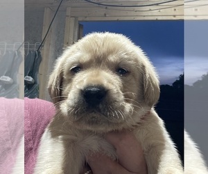 Labrador Retriever Litter for sale in LIBERTY, SC, USA