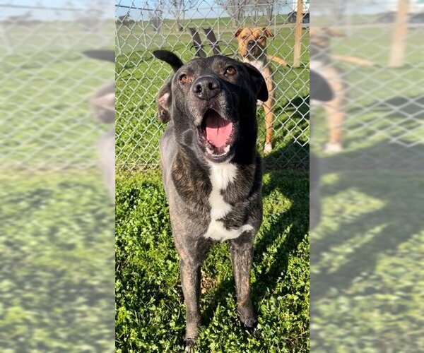 Medium Photo #2 Staffordshire Bull Terrier Puppy For Sale in Rosenberg, TX, USA