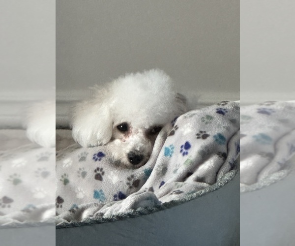 Medium Photo #3 Bichon Frise Puppy For Sale in RICHMOND, MI, USA