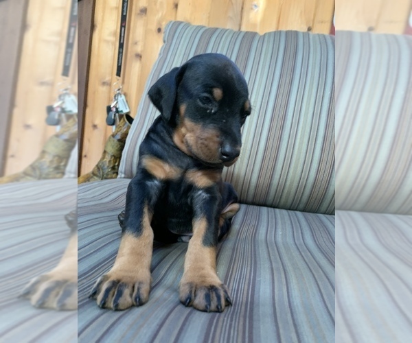 Medium Photo #2 Doberman Pinscher Puppy For Sale in SCAPPOOSE, OR, USA