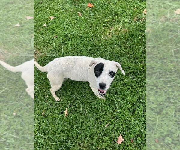 Medium Photo #2 Beagle-Unknown Mix Puppy For Sale in Aurora, IN, USA