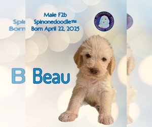 Medium Poodle (Standard)-Spinone Italiano Mix