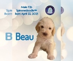 Puppy Beau Poodle (Standard)-Spinone Italiano Mix