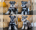 Small #8 Schnauzer (Miniature)