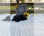 Small #3 Aussiedoodle Miniature 