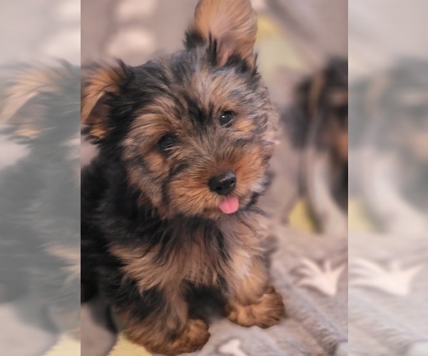 Medium Photo #16 Yorkshire Terrier Puppy For Sale in AKRON, OH, USA