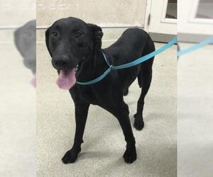 Labrador Retriever Dogs for adoption in Riverside, CA, USA