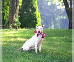 Small #1 Mutt