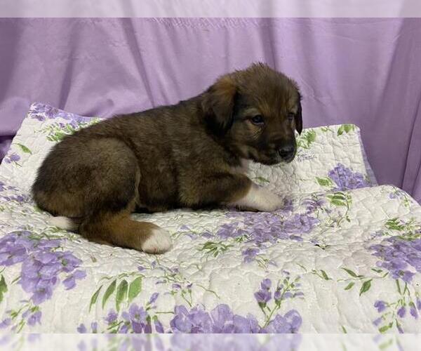 Medium Photo #1 Anatolian Shepherd Puppy For Sale in Modesto, CA, USA
