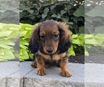 Small #3 Dachshund