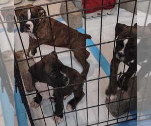 Boxer Puppy for sale in CLEVELAND, TN, USA
