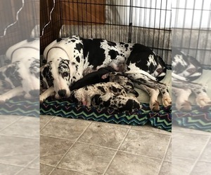 Mother of the Great Dane puppies born on 10/27/2019