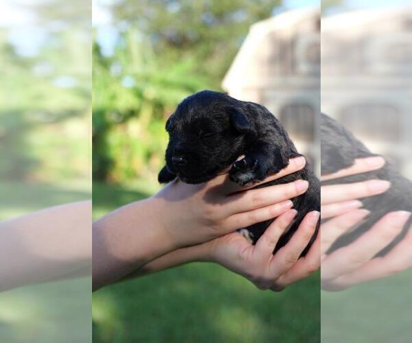 Medium Photo #4 Schnauzer (Miniature) Puppy For Sale in LEHIGH ACRES, FL, USA
