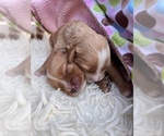 Small Photo #3 Cavachon-Cavapoo Mix Puppy For Sale in MONTECITO, CA, USA