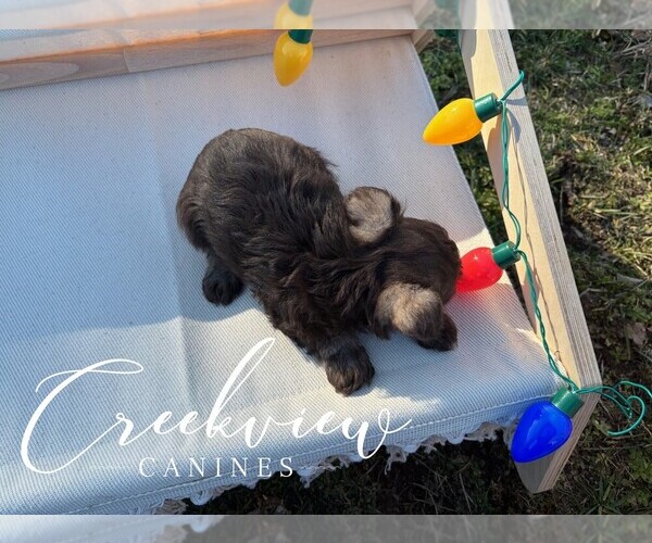 Medium Photo #4 Schnauzer (Miniature) Puppy For Sale in NIANGUA, MO, USA
