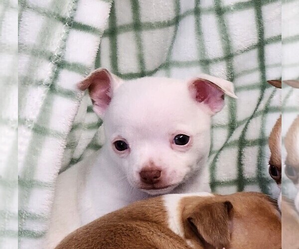 Medium Photo #7 Chihuahua Puppy For Sale in MOUNT AIRY, NC, USA