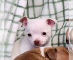 Small #6 Chihuahua