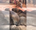 Small #6 German Shepherd Dog