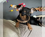 Small Photo #4 Chipin Puppy For Sale in Shermans Dale, PA, USA