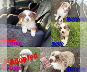 Australian Shepherd Puppy for sale in INDIO, CA, USA
