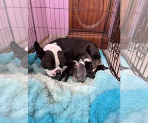Mother of the Boston Terrier puppies born on 01/14/2024