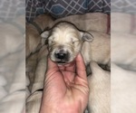 Small Photo #7 Golden Retriever Puppy For Sale in PRYOR, OK, USA