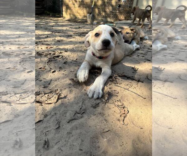 Medium Photo #2 Shepradors Puppy For Sale in McKinney, TX, USA