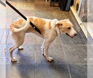 Aussie Siberian Dogs for adoption in South Lake Tahoe, CA, USA