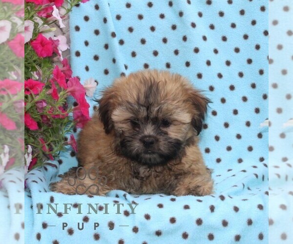 Medium Photo #2 Zuchon Puppy For Sale in RISING SUN, MD, USA