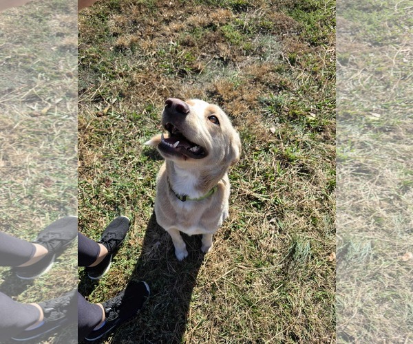 Medium Photo #13 Mutt Puppy For Sale in Woodbury, NY, USA