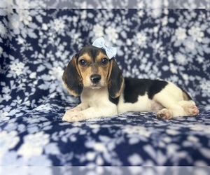 Beagle Puppy for sale in LAKELAND, FL, USA