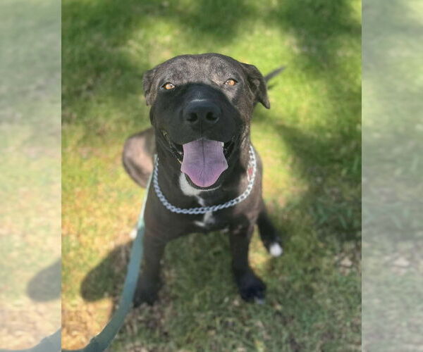 Medium Photo #14 Labrador Retriever-Unknown Mix Puppy For Sale in San Diego, CA, USA
