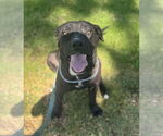 Small #13 Labrador Retriever Mix