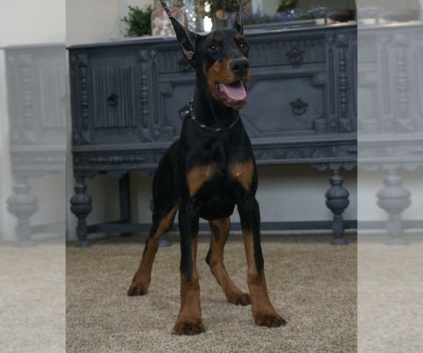 Medium Photo #19 Doberman Pinscher Puppy For Sale in WARSAW, IN, USA