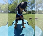 Small #9 Doberman Pinscher