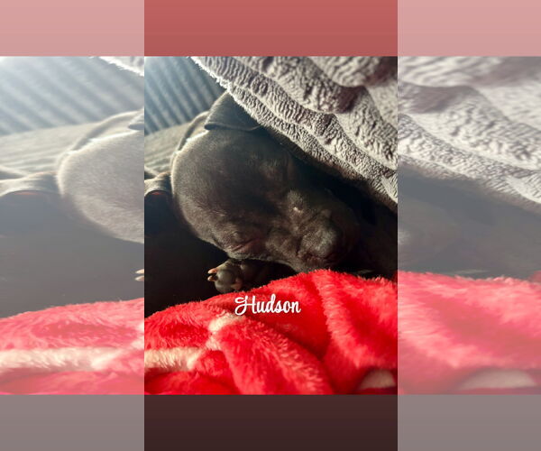 Medium Photo #1 American Staffordshire Terrier Puppy For Sale in MIDWAY, UT, USA