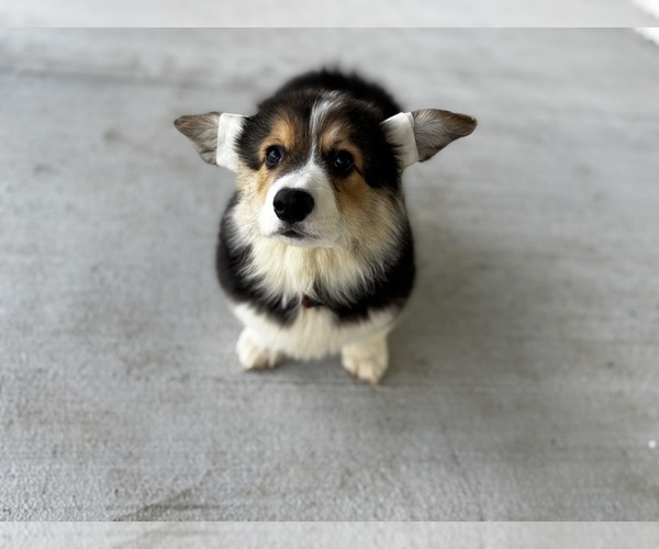 Medium Photo #2 Pembroke Welsh Corgi Puppy For Sale in COBLESKILL, NY, USA