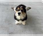 Small #1 Pembroke Welsh Corgi