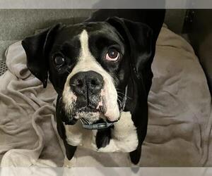Boxer Dogs for adoption in Orange, CA, USA