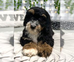 Miniature Bernedoodle Puppy for Sale in MARIETTA, Georgia USA