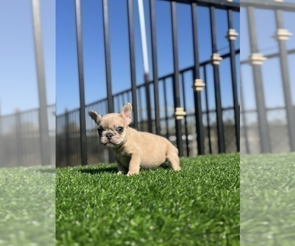 Medium Photo #27 French Bulldog Puppy For Sale in TULSA, OK, USA