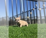 Small #26 French Bulldog