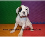 Small #13 Boxer