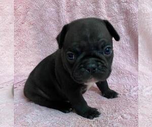 French Bulldog Puppy for sale in JOHNS ISLAND, SC, USA