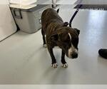 Small American Pit Bull Terrier Mix